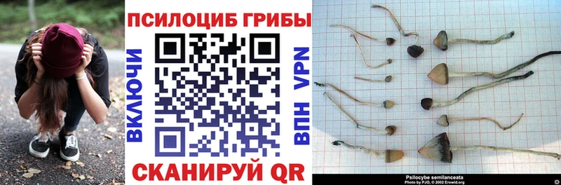 Псилоцибиновые грибы GOLDEN TEACHER  Купить  Назарово 